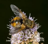 Mellemfluen Oskar